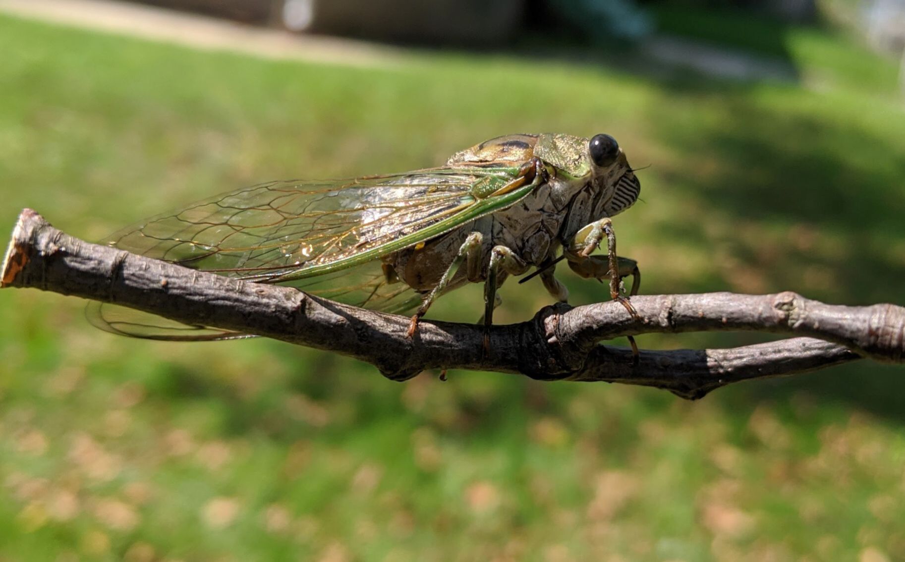 Green cicada